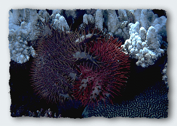 Two crown of thorns starfish joined together to eat the living coral tissues. Click to learn more about the crown of thorns problem. 