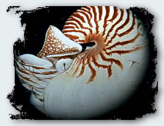 A live nautilus from Palau.© http://www.thread-of-awareness-in-chaos.com/order.html