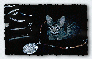 Walter the Cat with a necklace of shell money showing the Frigate Totem, giving power over the wind and the waves. 