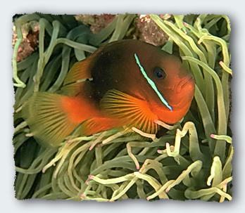 A clown fish with its friendly sea anemone, a fine example of living together.
