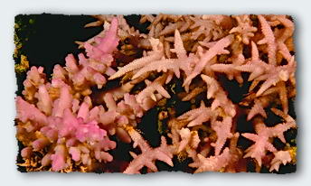 pink corals 