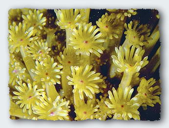 Coral polyps each act like little independant creatures but collectively make up a single coral colony.