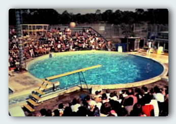 The 40 foot in diameter cement hole in the ground, filled with artificial sea water. A prison for four dolphins, death for so many more.