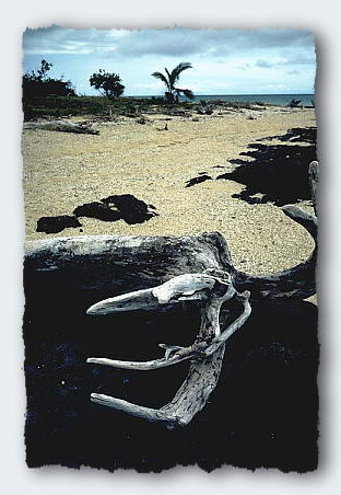 A driftwood hand grasps at an empty beach.