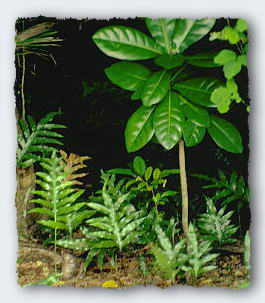 Waxy leaves are characteristic of beach plants.
