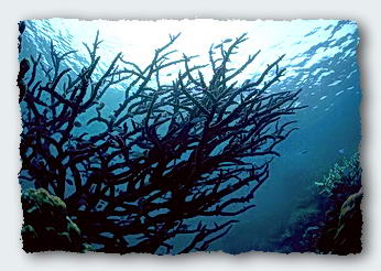 The web of life on a coral reef as the corals grow into Sea. Click me for more.