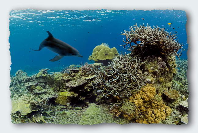 A young dolphin checks me out on the coral reef at Nothing Atoll.