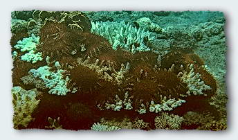 A herd of starfish attack a coral colony in Guam during the plague of 1968,