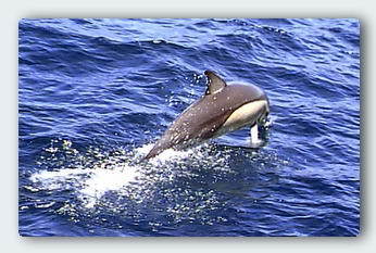 wild dolphin in fiji 