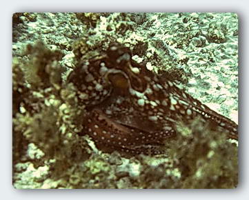 An Octopus hiding on the sea floor. Unless it moves it is very hard to see.