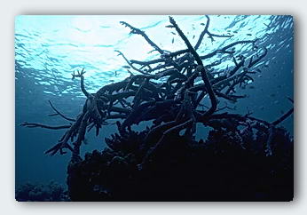 A branching Acroporid coral growing on the edge of a lagoon reef at Elizabeth Atoll. 
