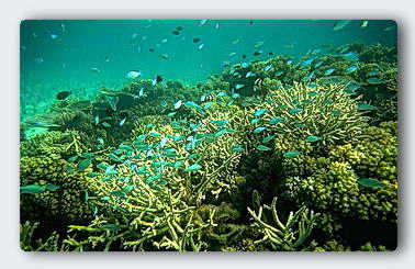 Shallow water coral reefs are a maze of filter feeding animals. 