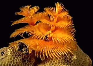 A feather duster tube worm. The yellow plumes extend from the top of the head of a big earth-worm type creature which lives inside a tube overgrown by the life coral. When danger threatens, the tube worm pulls in his tentacles and shuts a door.� http://www.this-magic-sea.com/order.html