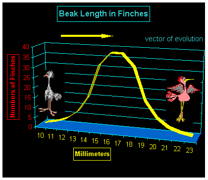 Evolution in bill length in finches. For instance, not for real.