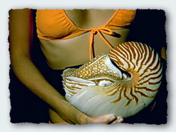 Freddy cuddles one of the huge Palauan Nautilus. It peeps out of its shell, frightened by the sunlight and the monsters that have captured it. 