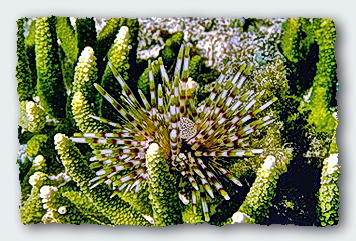 The sea urchin Echinothrix has sharp, brittle, and poisonous spines. 