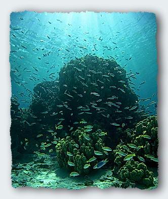 Clouds of small fish hover over the reef, collecting plankton from the sea. They pass on the phosphate wastes to the coral by dropping pellets of wastes onto the reef.