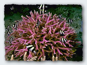 A small coral head with it's associated damsel fish is a microcosm of the association of reef fishes with coral reef ecosystems.