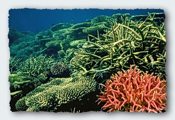Living corals emerging from sea water and sunlight.