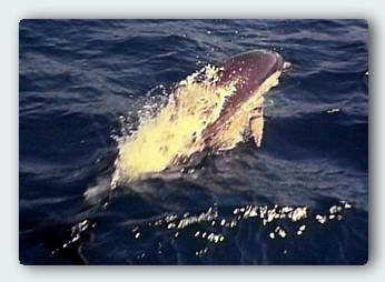 A common dolphin races Moira off the New South Wales coast.