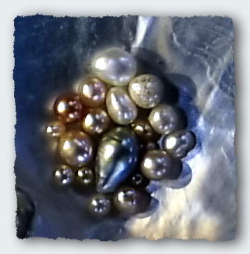 Natural pearls on the half-shell of a black lipped pearl oyster. 