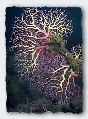 Stylaster corals grow on overhangs and in caves where there are strong currents. Their skeleton is brittle and hard, like fine ceramic.