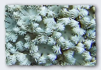 A large solitary polyp coral, Fungia, is distorted on the side closest to a colony of Goniopora coral. The smaller polyps from the Goniopora have defended their territory on the reef by sending out slender digestive filaments whenever the Fungia grew too close.