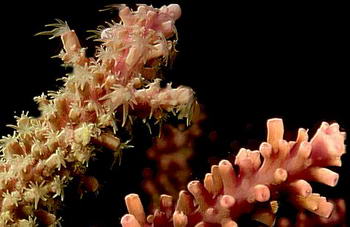 The polyps of the Acropora coral are extended on one branch but withdrawn on its neighbour.