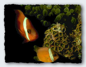 A clown fish in its friendly anenome. The largest fish is always the female. If she dies one of the next largest fish will change from male to female to replace her. 