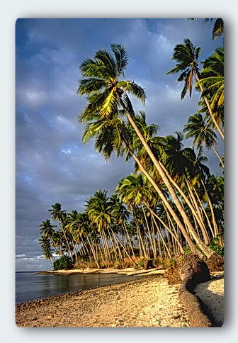 Coconut trees - The dream is not within the seed.