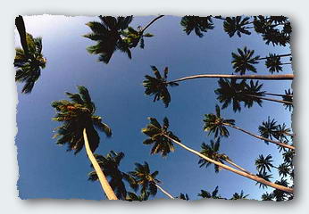 Looking up the skirts of coconut trees can be dangerous in high winds. 