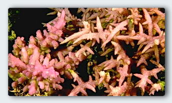 Two coral colonies, of different families, cluster together.