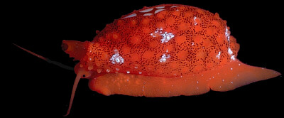 A red cowrie shell, about 10 mm long, with its mantle exposed.� http://www.this-magic-sea.com/order.html