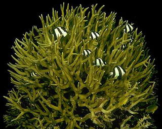 The coral colony, a symbiosis of coral cells and zooxanthellae and algae and small fish. All intercommunicating to form themselves as concepts of life.� http://www.this-magic-sea.com/order.html