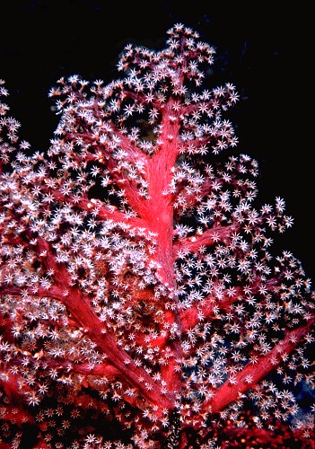 colony of soft corals at night in fiji 