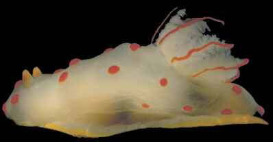 Nudibranch, a marine snail without a shell.� http://www.this-magic-sea.com/order.html