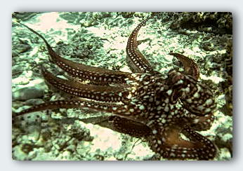 Octopus can see well and are quick to respond to any threat, real or imagined, by hiding or taking off at top speed.