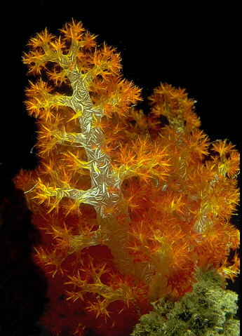 A soft coral with a hollow central stem. It inflates with water during the night and on incoming tides to feed on the plankton, then deflates during the day to reduce predation from reef fish.
