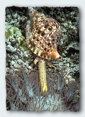 A Triton shell attacks a Crown of Thorns Starfish. 