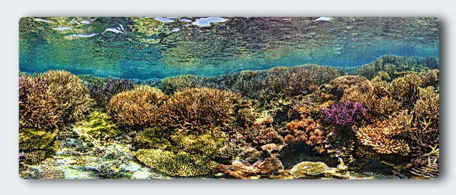 coral thickets